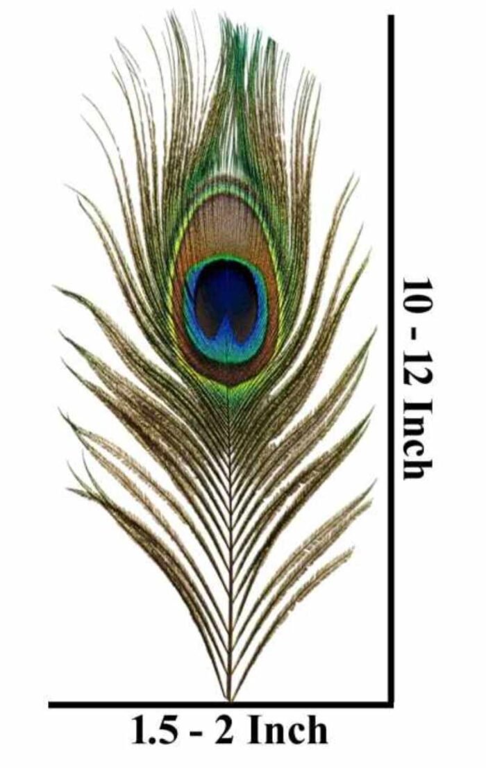 ABS Herbals: Natural Peacock Feather, Peacock Tail, Mayil Iragu, Mor Pankh, Mayil Pacchai, Navilina Rekke, Mor Pinchh, for Decoration & Craft,Art, Fashion & Accessories Feather(Pack of 15 Pieces). - Image 2