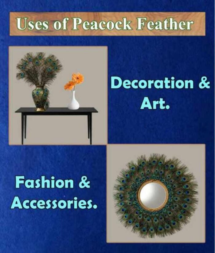 ABS Herbals: Natural Peacock Feather, Peacock Tail, Mayil Iragu, Mor Pankh, Mayil Pacchai, Navilina Rekke, Mor Pinchh, for Decoration & Craft,Art, Fashion & Accessories Feather(Pack of 15 Pieces). - Image 4
