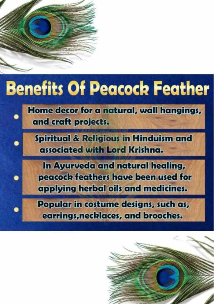 ABS Herbals: Natural Peacock Feather, Peacock Tail, Mayil Iragu, Mor Pankh, Mayil Pacchai, Navilina Rekke, Mor Pinchh, for Decoration & Craft,Art, Fashion & Accessories Feather(Pack of 15 Pieces). - Image 7