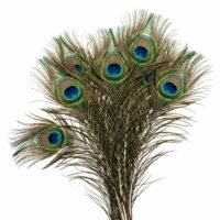 ABS Herbals: Natural Peacock Feather, Peacock Tail, Mayil Iragu, Mor Pankh, Mayil Pacchai, Navilina Rekke, Mor Pinchh, for Decoration & Craft,Art, Fashion & Accessories Feather(Pack of 15 Pieces).