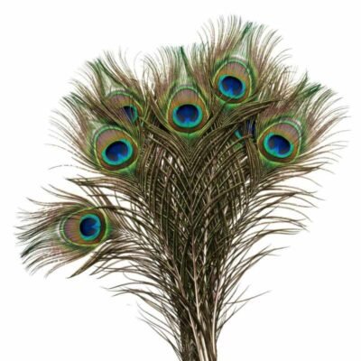 ABS Herbals: Natural Peacock Feather, Peacock Tail, Mayil Iragu, Mor Pankh, Mayil Pacchai, Navilina Rekke, Mor Pinchh, for Decoration & Craft,Art, Fashion & Accessories Feather(Pack of 15 Pieces).